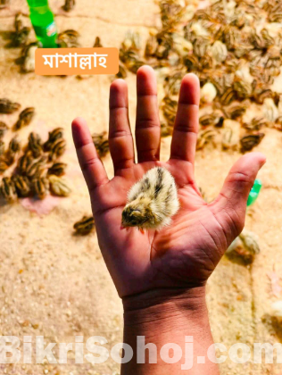 কোয়েল পাখি